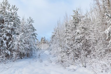 Ahşap kış aylarında soğuk, güneşli bir gün