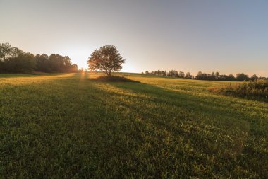 Gündoğumu alanında bir ağaç