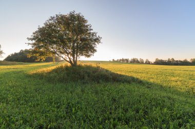 Gündoğumu alanında bir ağaç