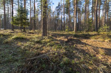 Bahar ahşap, peyzaj