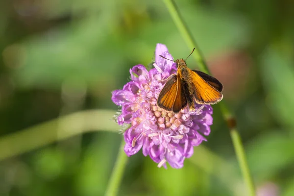 Le papillon sur la fleur gros plan — Photo