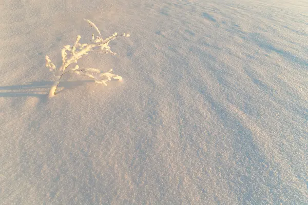 Zmrzlé větve ležící na sněhu. — Stock fotografie