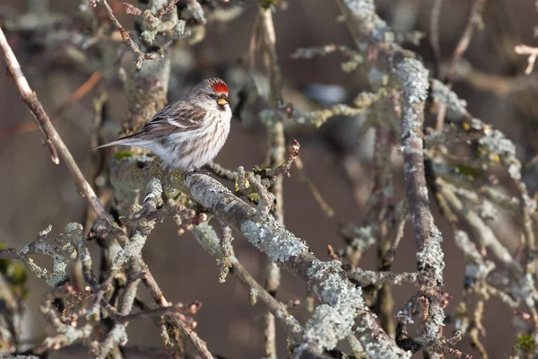 Um Redpoll comum num ramo. Primavera — Fotografia de Stock