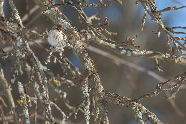 Um Redpoll comum num ramo. Primavera — Fotografia de Stock