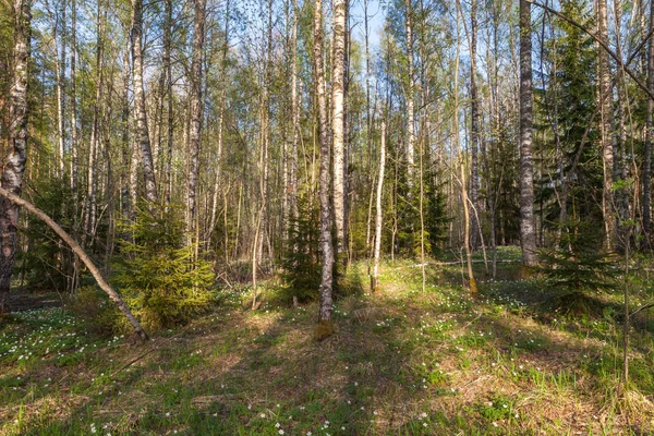 Spring, solar wood. A spring landscape — Stock Photo, Image