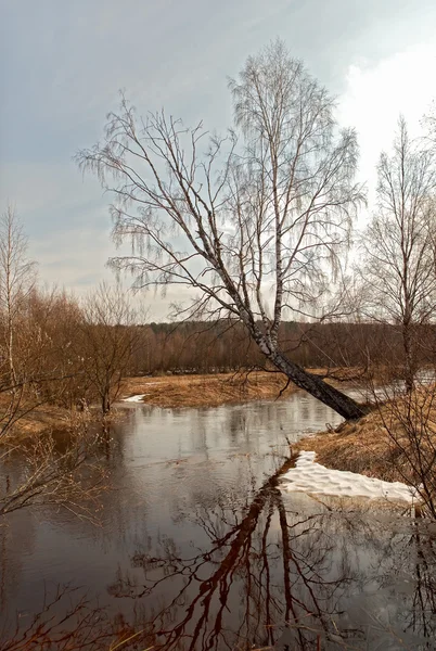 Arbre sur la rivière . — Photo