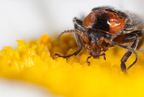 Bug sentado en una flor — Foto de Stock