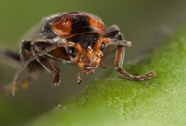 Un insecto en la hoja. Primer plano, macro — Foto de Stock