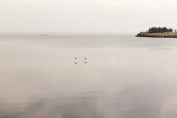 Anatre che sorvolano il lago — Foto Stock