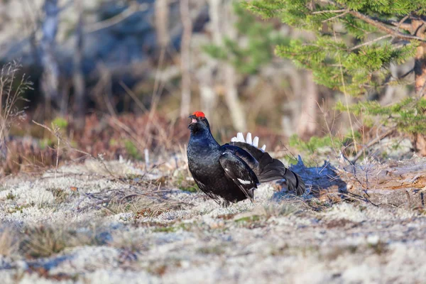 Kara Orman Tavuğu lek çiftleşme