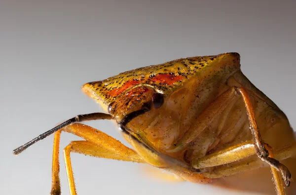 Bedbug,macro — Stock Photo, Image