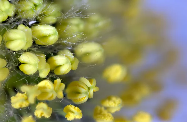 Květ sasanky. Makro — Stock fotografie
