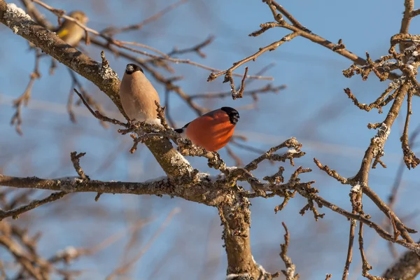 Ağaç dalları üzerinde oturan bullfinches.