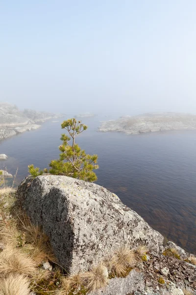 Mlha na kamenité pobřeží jezera. jarní krajina — Stock fotografie