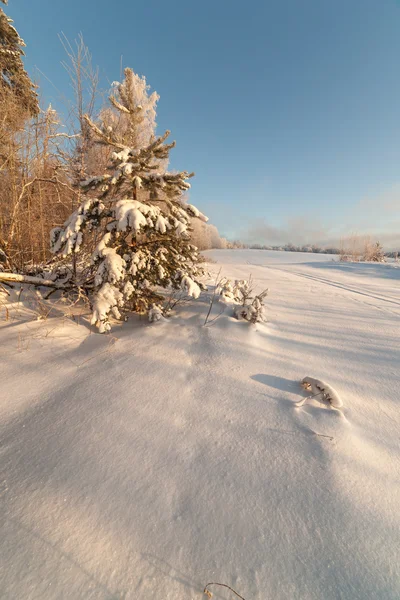Alberi sull'orlo di un campo innevato invernale — Foto Stock