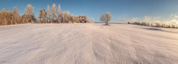 Árboles al borde de un campo cubierto de nieve de invierno —  Fotos de Stock