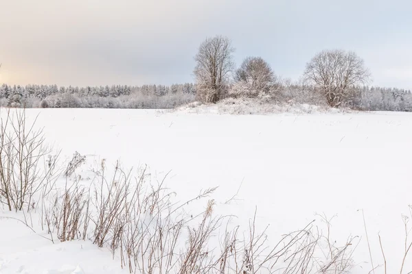 Stromy na zimní zasněžené pole. — Stock fotografie