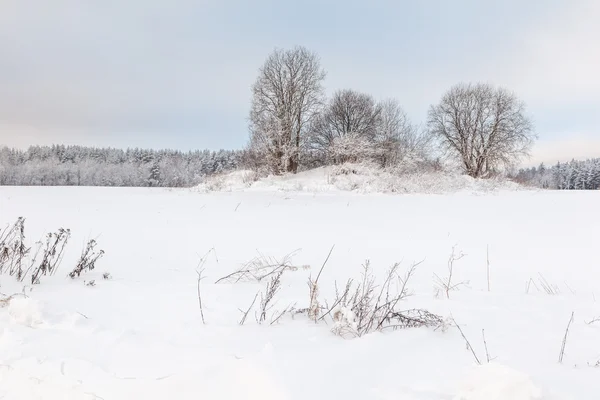 Arbres sur un champ enneigé d'hiver . — Photo