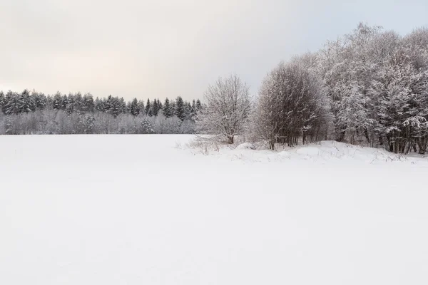 Stromy na zimní zasněžené pole. — Stock fotografie