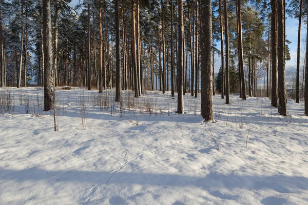 У сосновому лісі зима, морозний, сонячний день — стокове фото