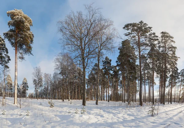 Çam ahşap kış, soğuk, güneşli bir gün
