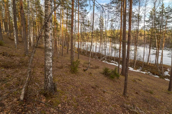Source d'eau haute dans le bois au lac. Un paysage — Photo