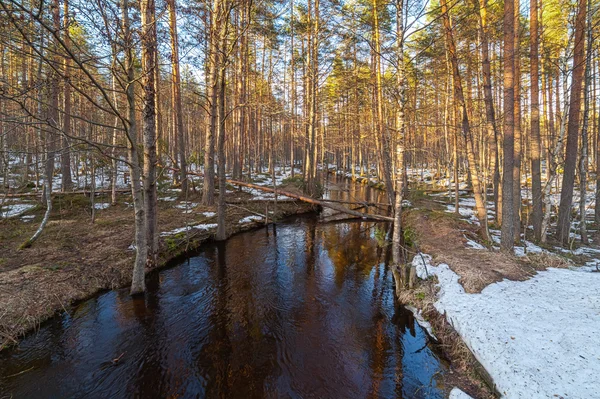 Am aufgetauten Fluss im Frühlingswald. — Stockfoto