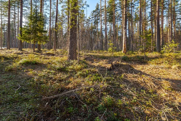 Frühlingsholz, Landschaft — Stockfoto