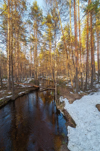 Au bord de la rivière décongelée en bois de printemps . — Photo