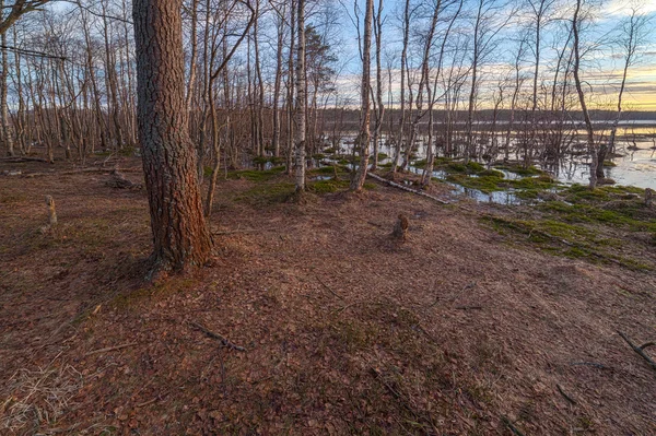 Source d'eau haute dans le bois au lac. Un paysage — Photo