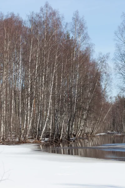 Spring landscape. Thawing snow in wood on river bank — Stock Photo, Image