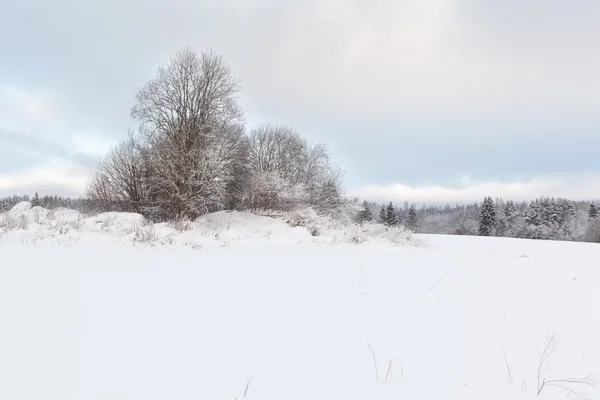 Bäume auf einem schneebedeckten Winterfeld. Stockbild