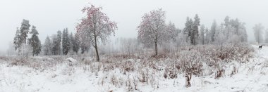 Rowan ormanda temizleyerek kışın. 