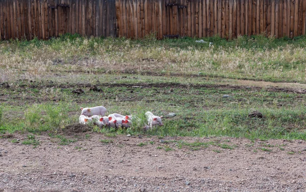 Piglets the road — Stock Photo, Image