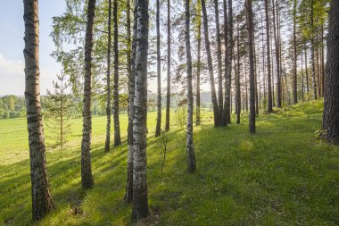 Bahar Orman. manzara