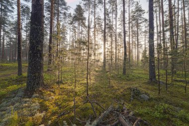 Çam ormanında sis.