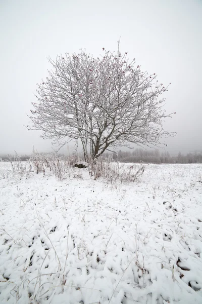 Donmuş dağ kül karlı bir alan üzerinde.