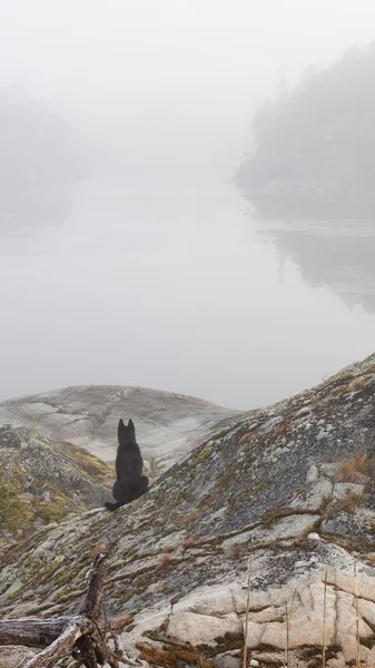 Pes sedí na břehu zamlžené jezero. — Stock fotografie