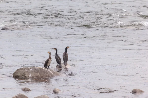 Corvos-marinhos sentados num rio de montanha . — Fotografia de Stock