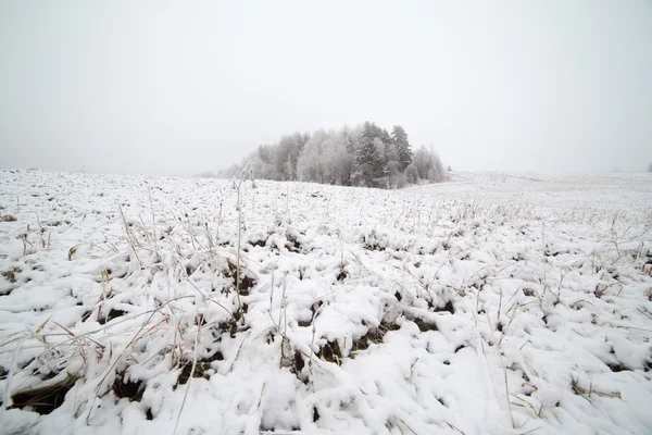 Grama coberta de neve no campo . — Fotografia de Stock