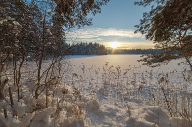 Kış karla kaplı ahşap.