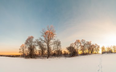 Ormanın kenarında.