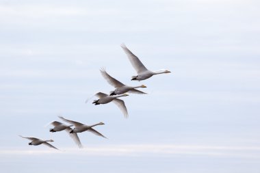 Kuğu sürüsü uçan