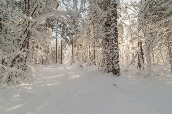 白雪覆盖的森林路. — 图库照片