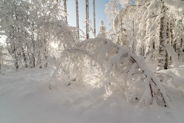 冬天雪覆盖的木头. — 图库照片