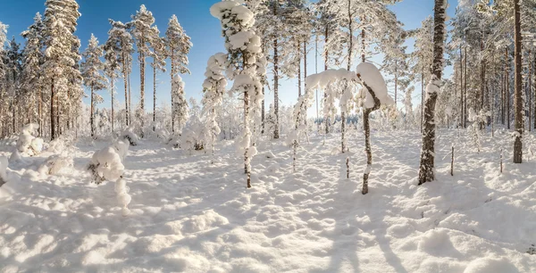 Kış karla kaplı ahşap.