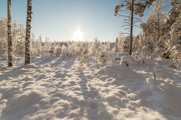 Зимнее заснеженное дерево . — стоковое фото