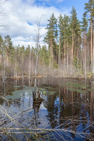 Beule im Sumpf im Wald. — Stockfoto