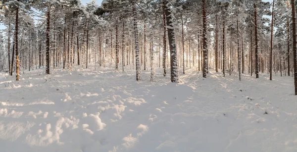 Winter sneeuw bedekte hout. Rechtenvrije Stockafbeeldingen