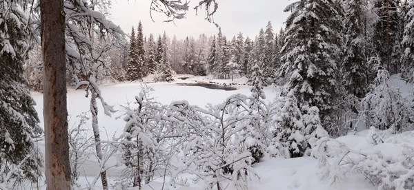 Inverno, um lago florestal . Fotografias De Stock Royalty-Free